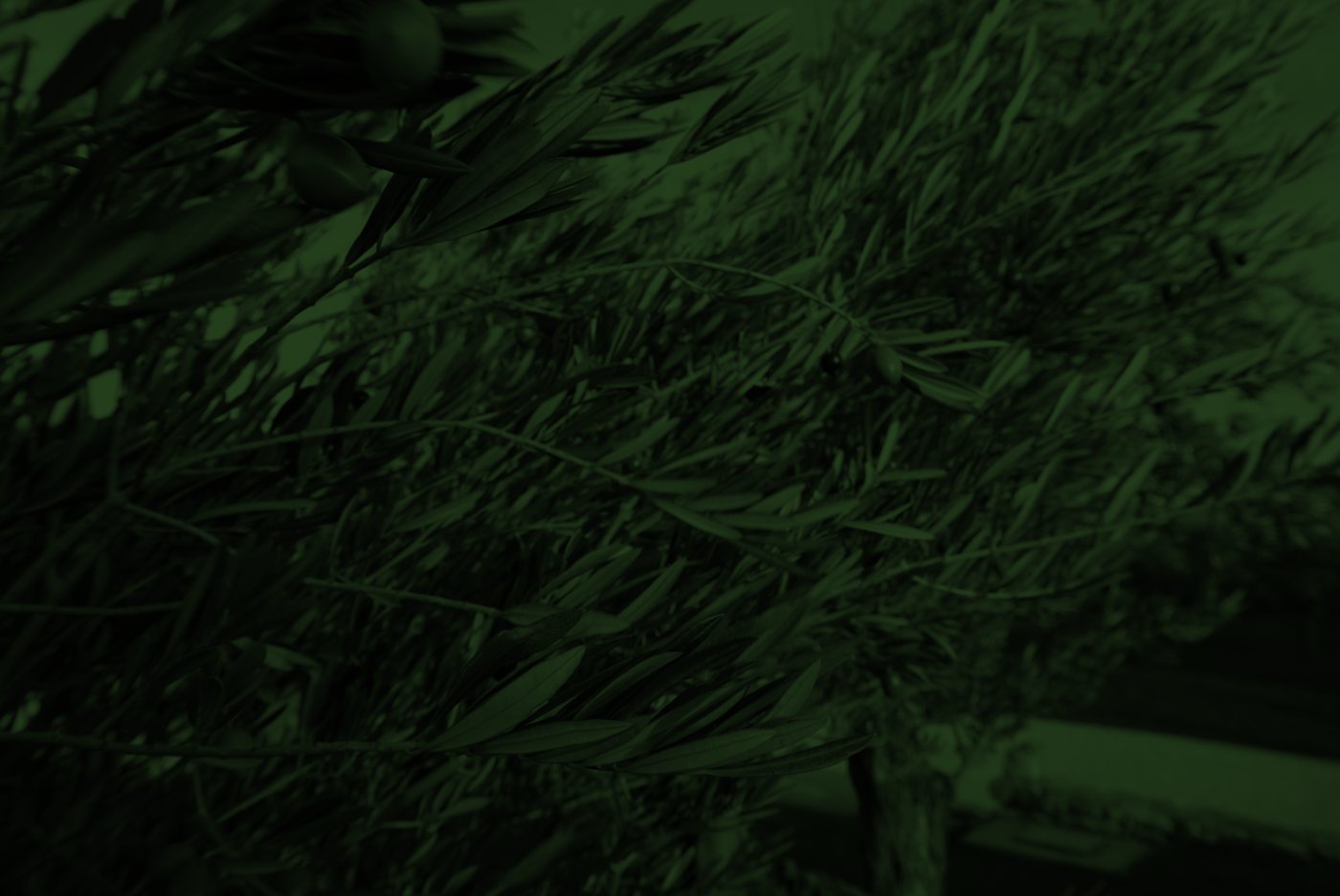 Olive branches, from Kardam Consulting's brand imagery